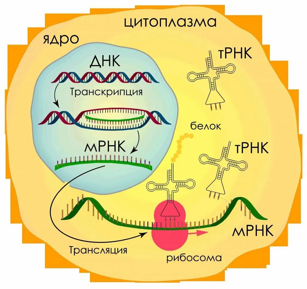 Синтеза белка ДНК схема. Общая схема синтеза белка. Схема биосинтеза белка ДНК.