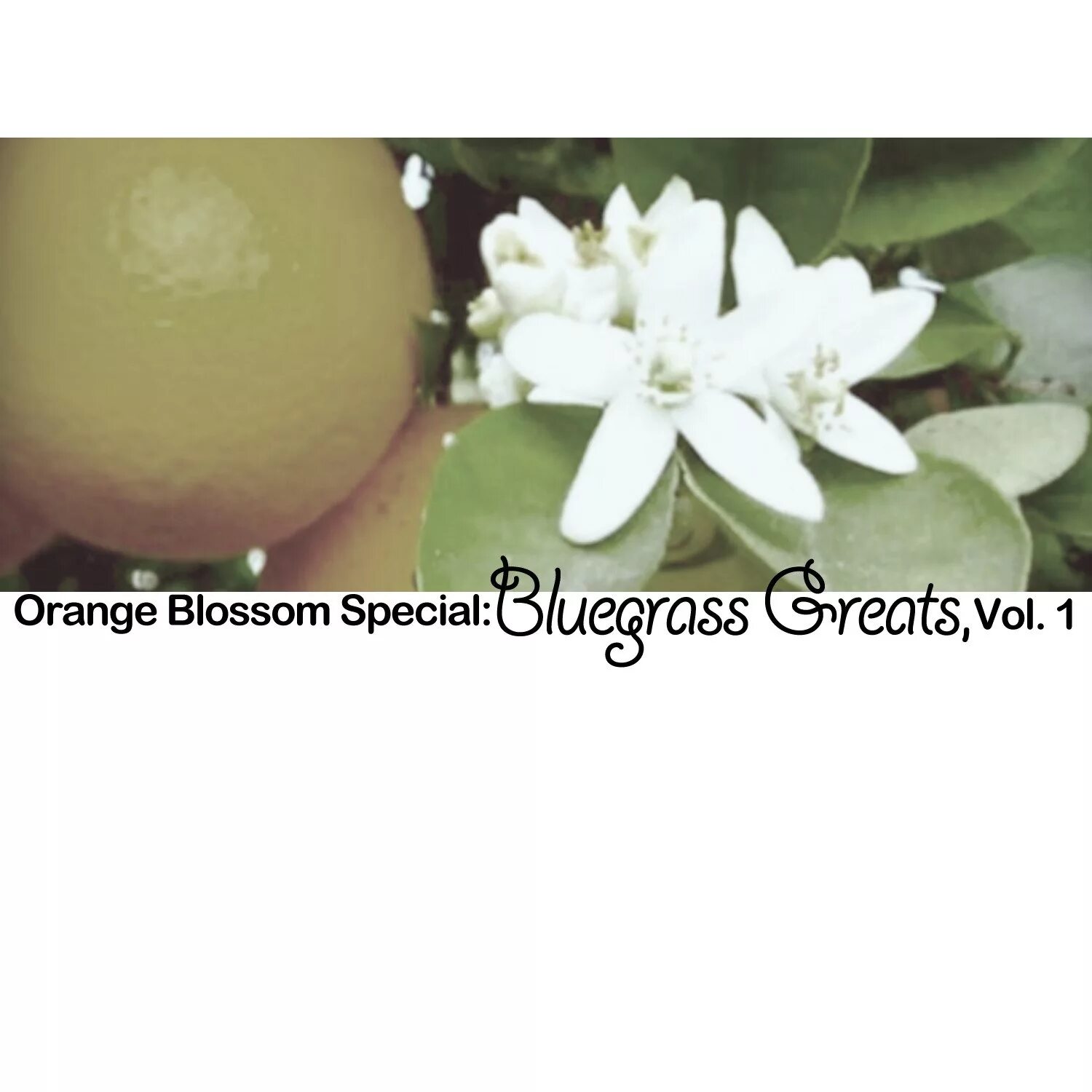 Orange blossom на свадьбу королевы. Духи цветущий апельсин. Парфюм с цветком апельсина. Orange blossom ya sidi. Orange blossom перевод.