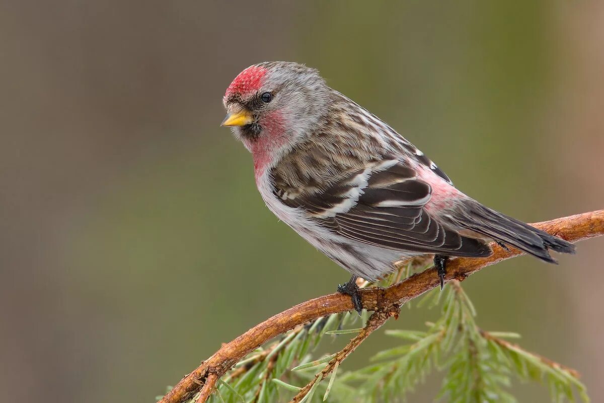 серая птица с красным пятном на голове. птица с красным пятном на голове. Acanthis flammea чечетка. воробей с красным пятном на голове. птицы: щегол,чечётка.