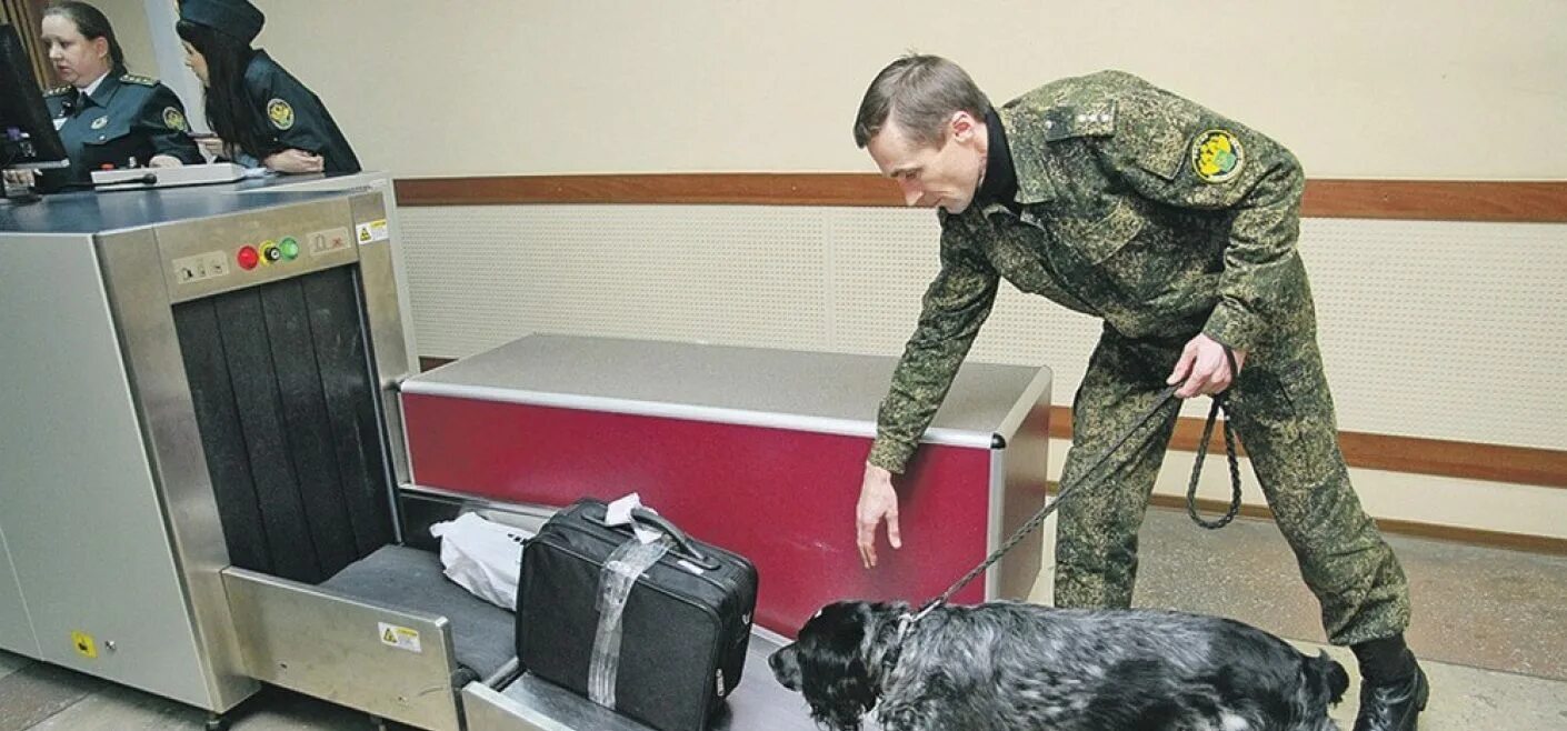 Допросы в аэропорту. Служебные собаки в аэропорту. Собаки на службе в аэропорту. Собака таможенник. Служебная собака таможня.