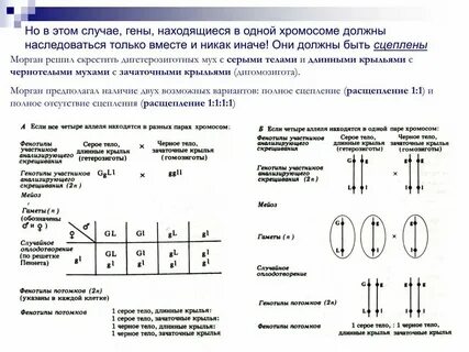 Гены в разных аутосомах