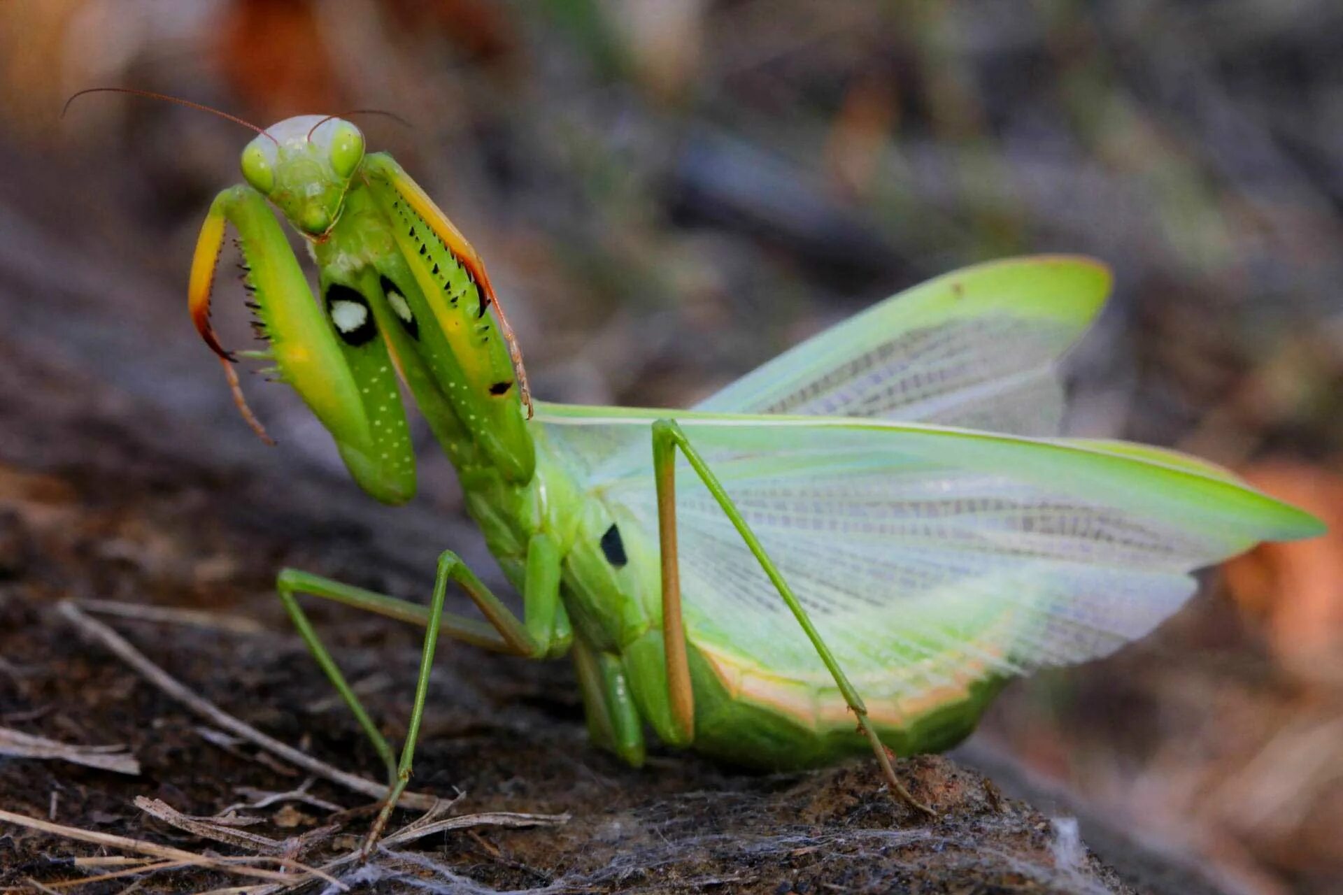 Богомол обыкновенный (Mantis religiosa). Богомол пятнистокрылый. Земляной богомол (Geomantis Larvoides). Богомолы Мантис зелёный.