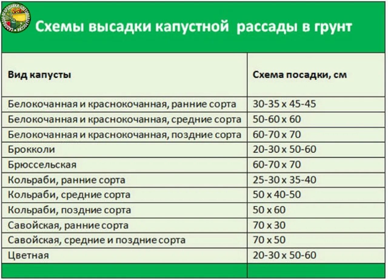 При какой температуре выращивать рассаду капусты. Схема посадки капусты в открытый грунт рассадой. Схема посадки капусты в грунт рассадой. Схема посадки цветной капусты в открытый грунт рассадой. Схема посадки капусты белокочанной поздней.