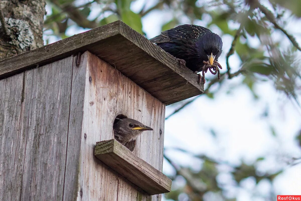 скворец живет дома. скворец живет дома. скворец. скворец живет дома. скворец под дождём.