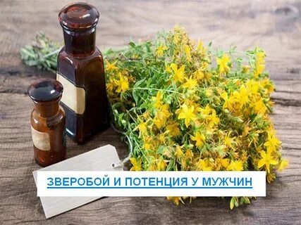 Зверобой трава для мужчин
