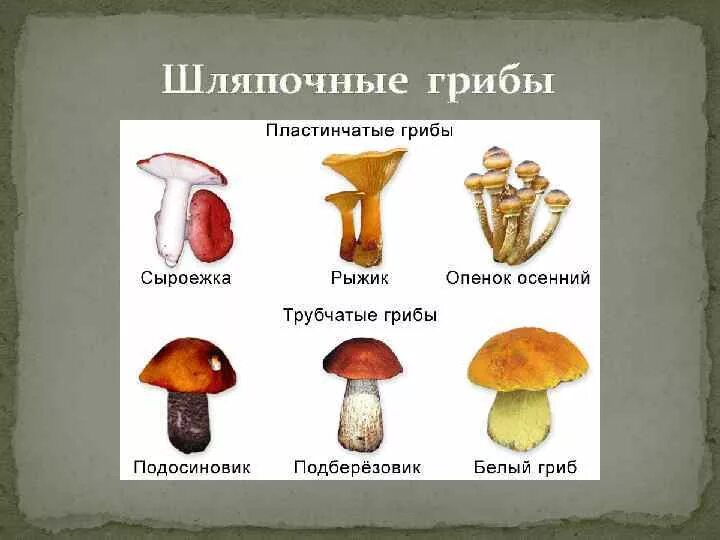 Гриб группа слов. Шляпочные грибы трубчатые и пластинчатые. Шляпочные грибы строение трубчатые. Строение пластинчатого гриба. Трубчатые ядовитые грибы 5 класс.
