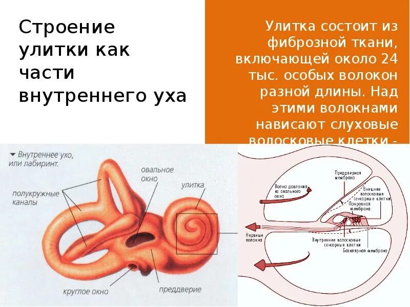 Функция улитки слухового анализатора. Строение улитки внутреннего уха анатомия. Строение улитки внутреннего уха. Внутреннее ухо строение анатомия улитка.