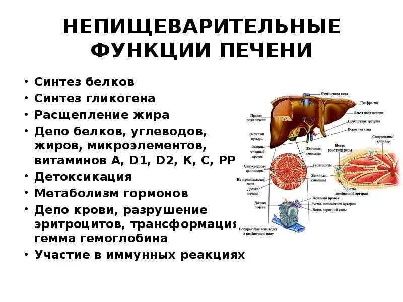 Печень какие гормоны. Роль печени. Функции печени. Функции печени человека. Функции и роль печени в организме.