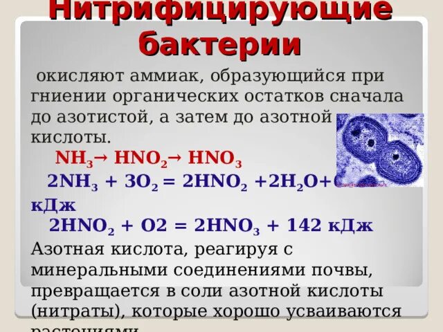 В реакции серная кислота аммиак образуется. Нитрифицирующие бактерии окисляют аммиак. Нитрифицирующие бактерии относят к. Аммиак образует комплекс. Хемосинтез нитрифицирующих бактерий.