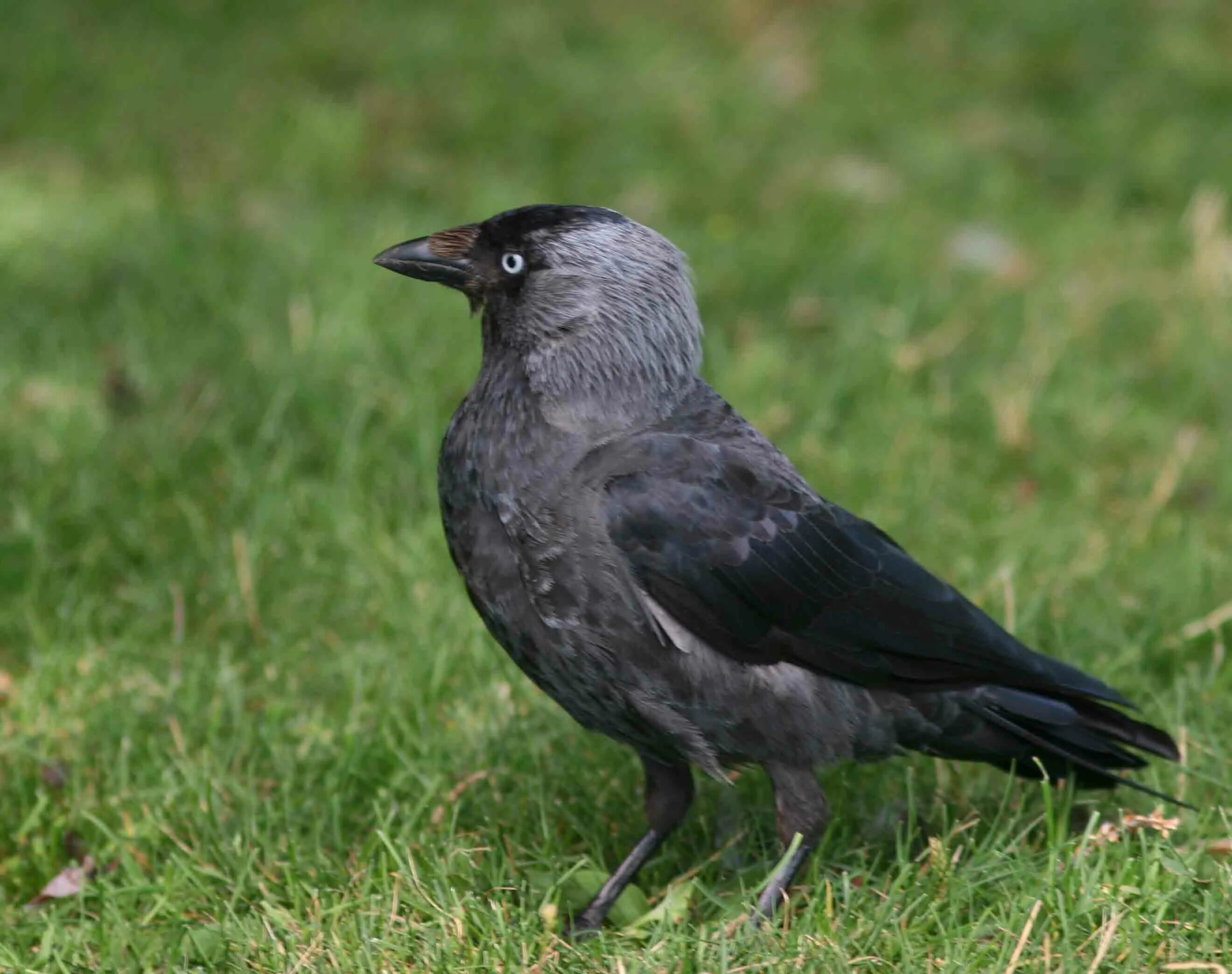 Отряд врановые. Экзотические птицы из семейства вороновых. Галки семейство врановых. Птица из вороновых. Отряд вороновых птиц.