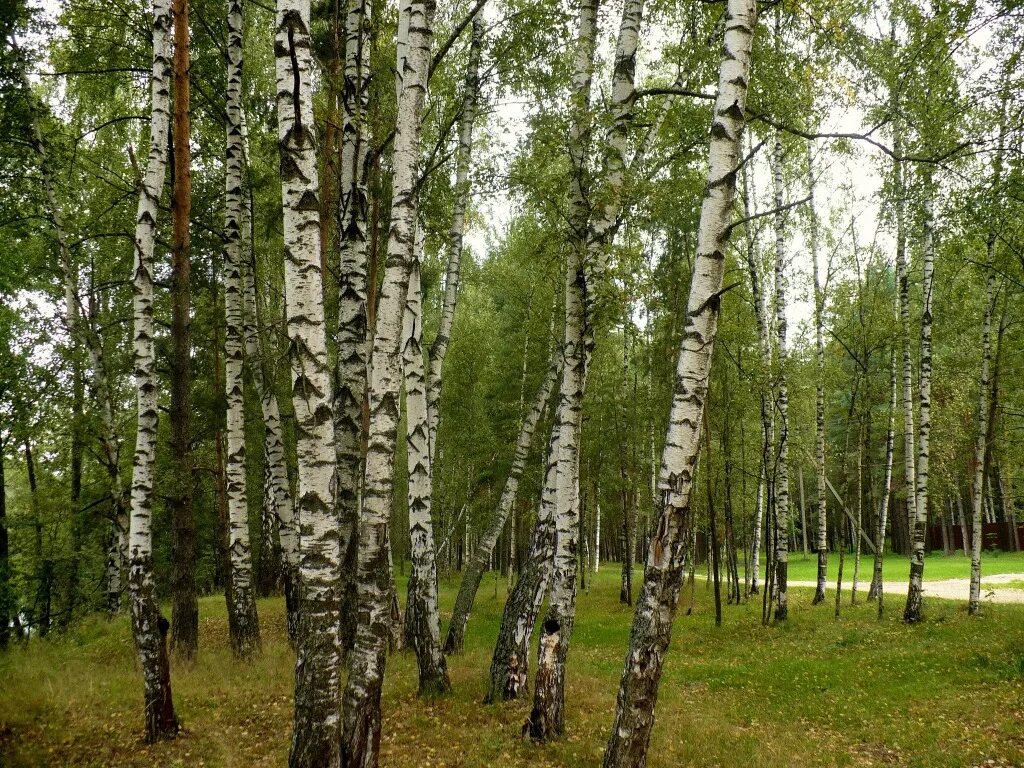 березовая роща саратов. русский лес чусовой. русский лес музыка. русский лес музыка. владимир анищенко картины.