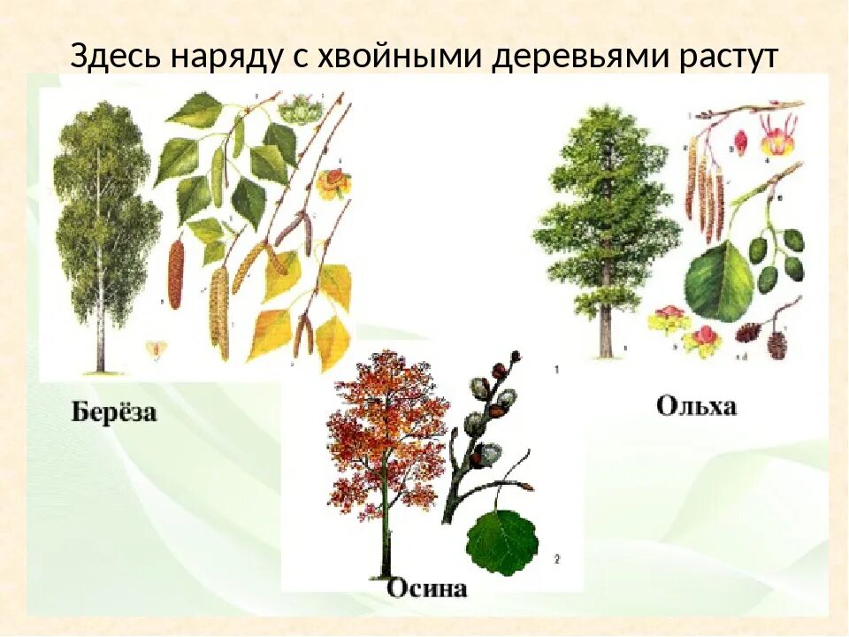 Береза осина ольха. Береза Тополь осина. Лиственные деревья дуб береза осина. Осина береза липа ольха листья.