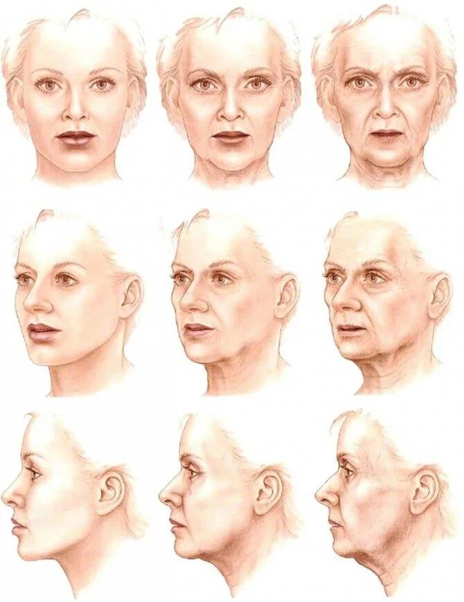 Возрастные изменения лица. Возрастные изменения лица у женщин. Возрастные изменения овала лица. Старение лица. Возрастные изменения личности