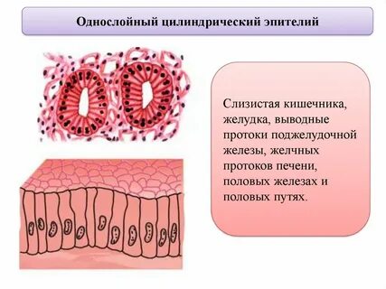 Функции железистых эпителиальных клеток