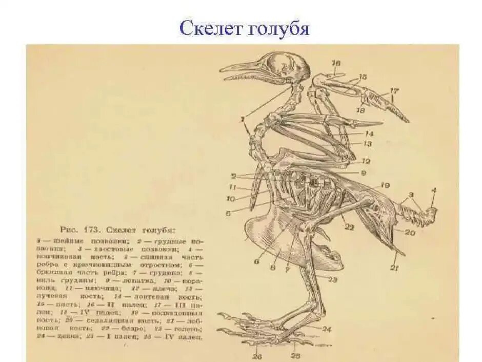 Строение скелета сизого голубя. Строение скелета птицы голубя. Скелет сизого голубя биология 7. Скелет сизого голубя биология 8 класс. Строение скелета голубя