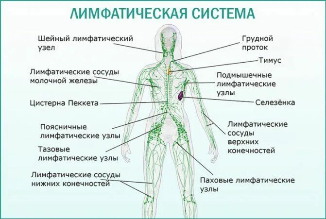Лимфоузел в паху слева