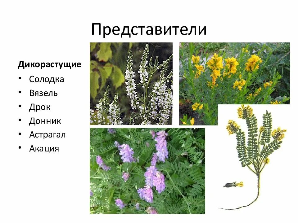 Акация белая (робиния). Царство отдел класс семейство род вид. Медоносные бобовые растения. Акация двудольное. Лен схема растения студия союз.