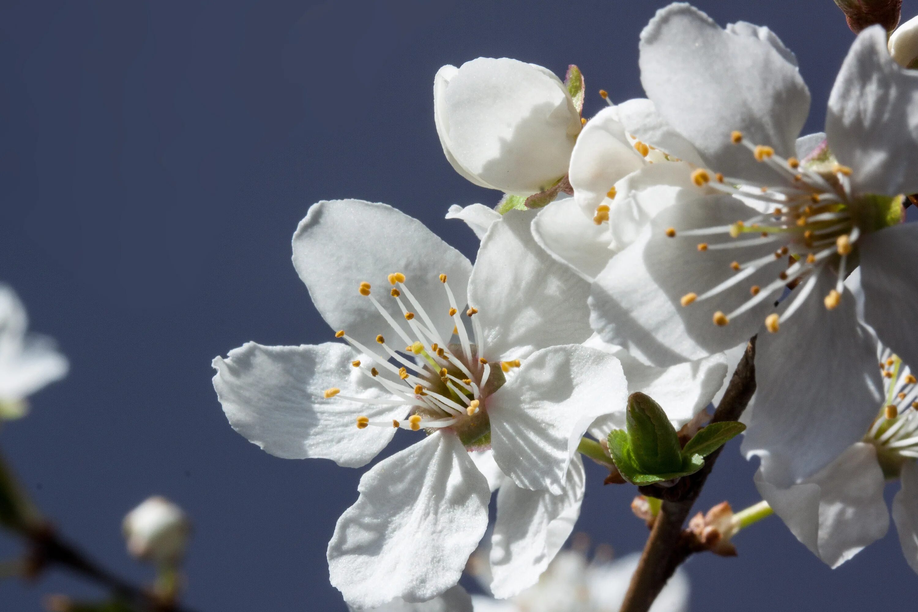 Прунус Вайт. Мирабель цветы. Мирабелла цветок. Мирабель слива цветение. White blossoms