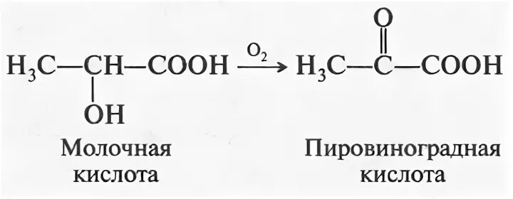 Пировиноградная молочная