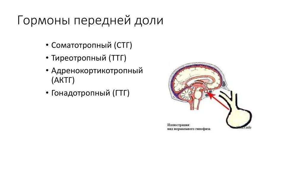 Виды гипофиза. Гормоны передней доли гипофиза картинка. Строение гормонов передней доли гипофиза. Анатомические структуры передней доли гипофиза.