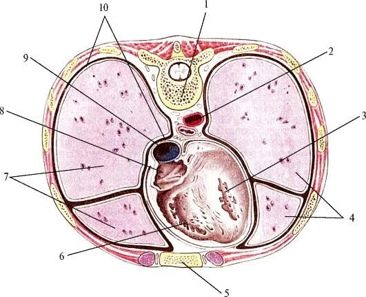 Срез сердца человека. Средостение поперечный разрез. Поперечный срез груди средостение. Средостение поперечный разрез анатомия. Средостения разрез анатомия.