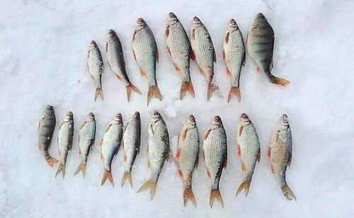 Зимняя рыбалка на Рузском водохранилище. Рузское водохранилище рыбалка зимой. Рузское водохранилище места для рыбалки зимой. Зимняя рыбалка на Рузском водохранилище места для ловли.