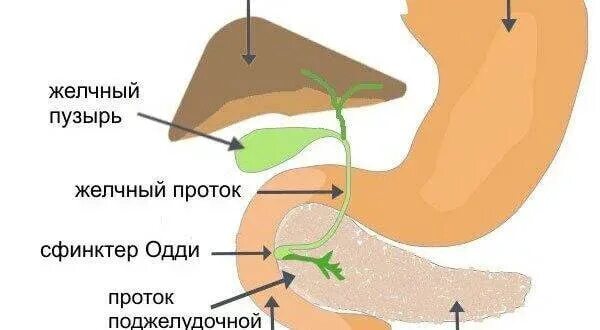 Как почистить желчный проток. Желчный пузырь сфинктер одди. поджелудочная железо сфенктер одди. сфинктер одди топография.
