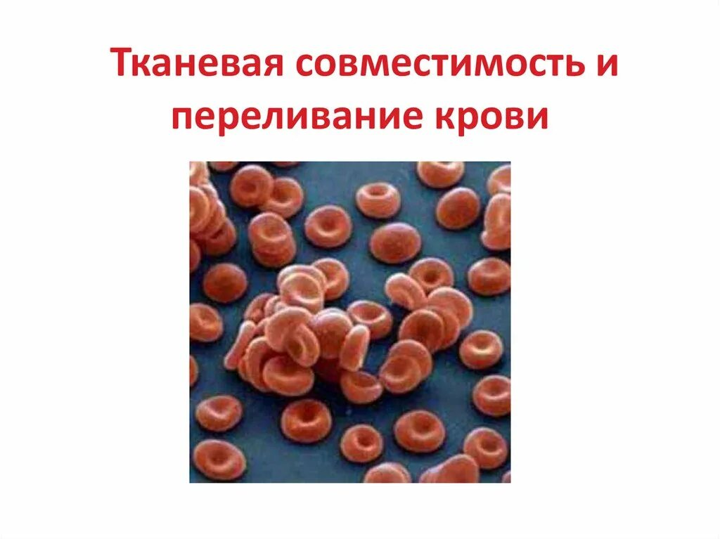Что такое тканевая совместимость. Тканевая совместимость и переливание крови. тканевая совместимость. тканевая совместимость и переливание крови презентация. биология тканевая совместимость и переливание крови.