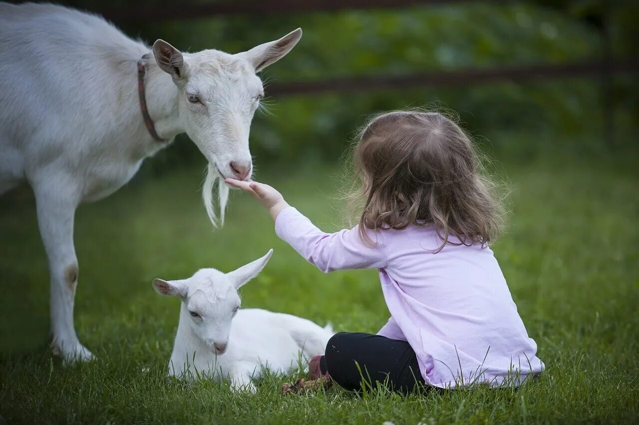 Коза с козлятами. Для детей. Животные. Козье молоко. Коза и козье молоко.