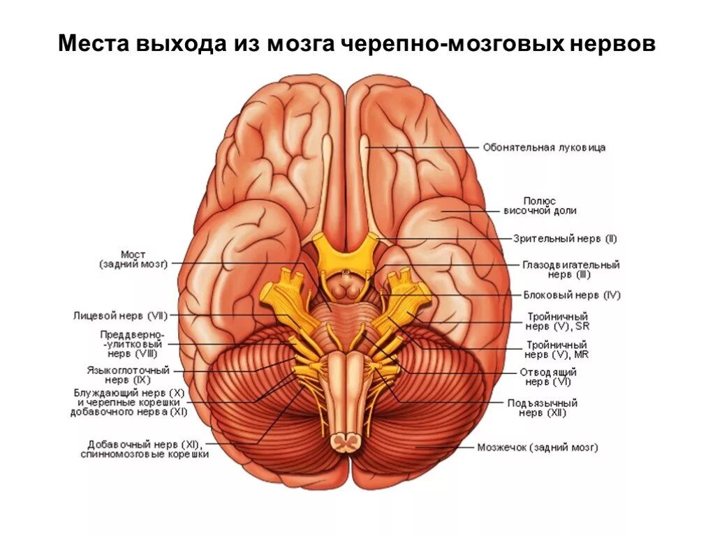 Ix черепного нерва. 12 Пар черепно-мозговых нервов место выхода. Топография Корешков черепных нервов. 12 Пар черепно мозговых нервов места выхода из мозга. Выход 12 пар черепных нервов.