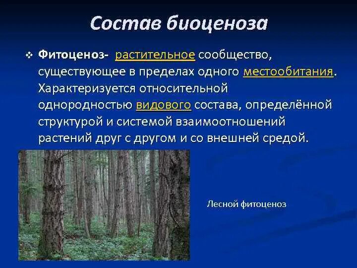 Приведите примеры биоценоза. Состав растительных сообществ. Структура растительного сообщества. Растительные сообщества леса. Строение растительного сообщества.