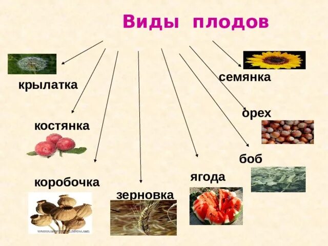 зерновка — , боб — , костянка. зерновка коробочка костянка. семянка зерновка костянка. сухие односемянные и многосемянные плоды примеры. зерновка коробочка сочные плоды.