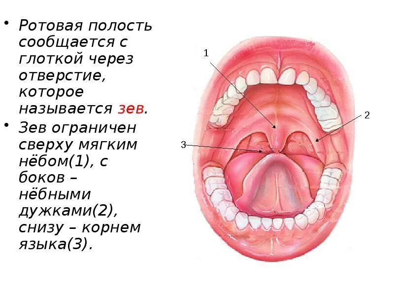 Отверстия полости рта. Миндалины зева анатомия. Строение ротовой полости и зева. Строение небной миндалины анатомия. Зев ротовой полости строение.