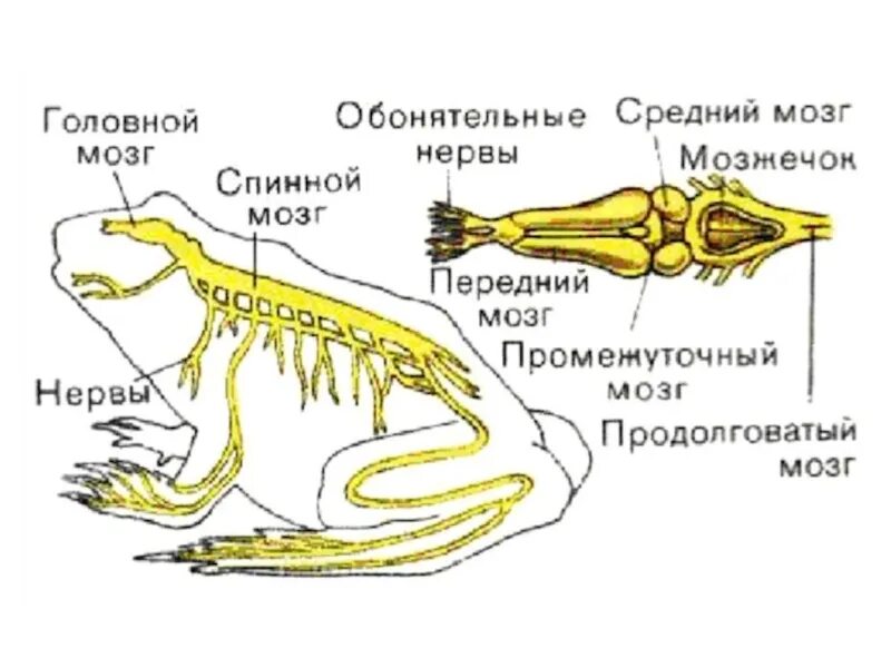 Развитие мозжечка у земноводных. Схема нервной системы лягушки. Строение нервной системы лягушки. Нервная система бесхвостых земноводных. Нервная система лягушки рис 132.