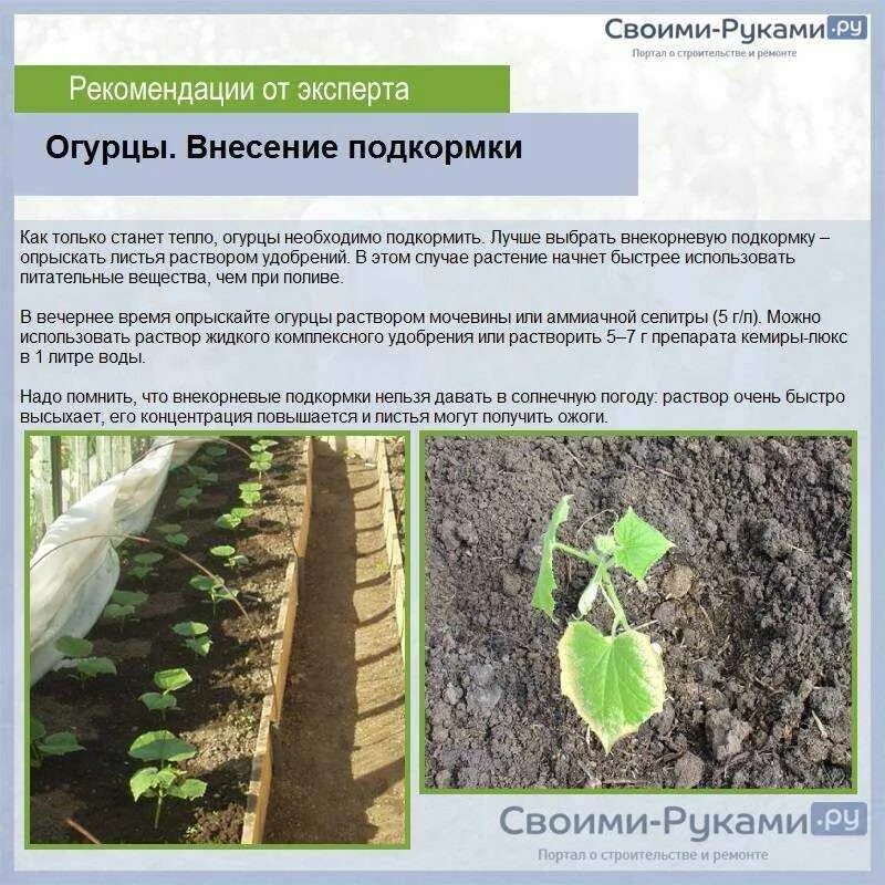 Через сколько дней после посадки поливать огурцы
