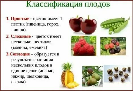 К какому плоду относится помидор