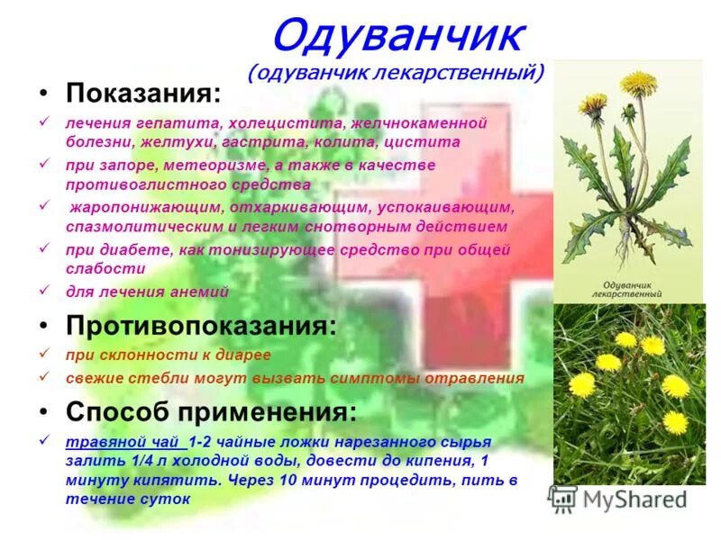 собирание лекарственных трав. лечебные лекарственные растения. болезни лекарственных растений. целебное свойство растения зверопой. болезни лекарственных растений.