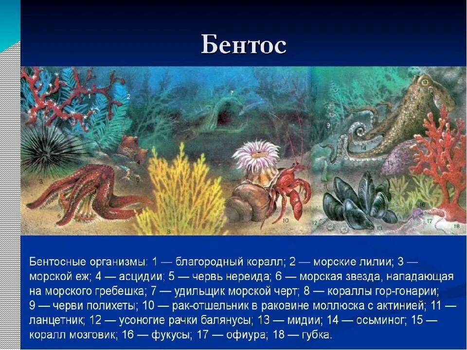Бентос группа организмов. Бентос. Морской бентос. Донные животные бентос. Бентос обитатели дна.