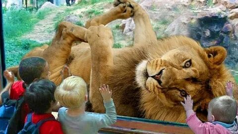 Zoooma