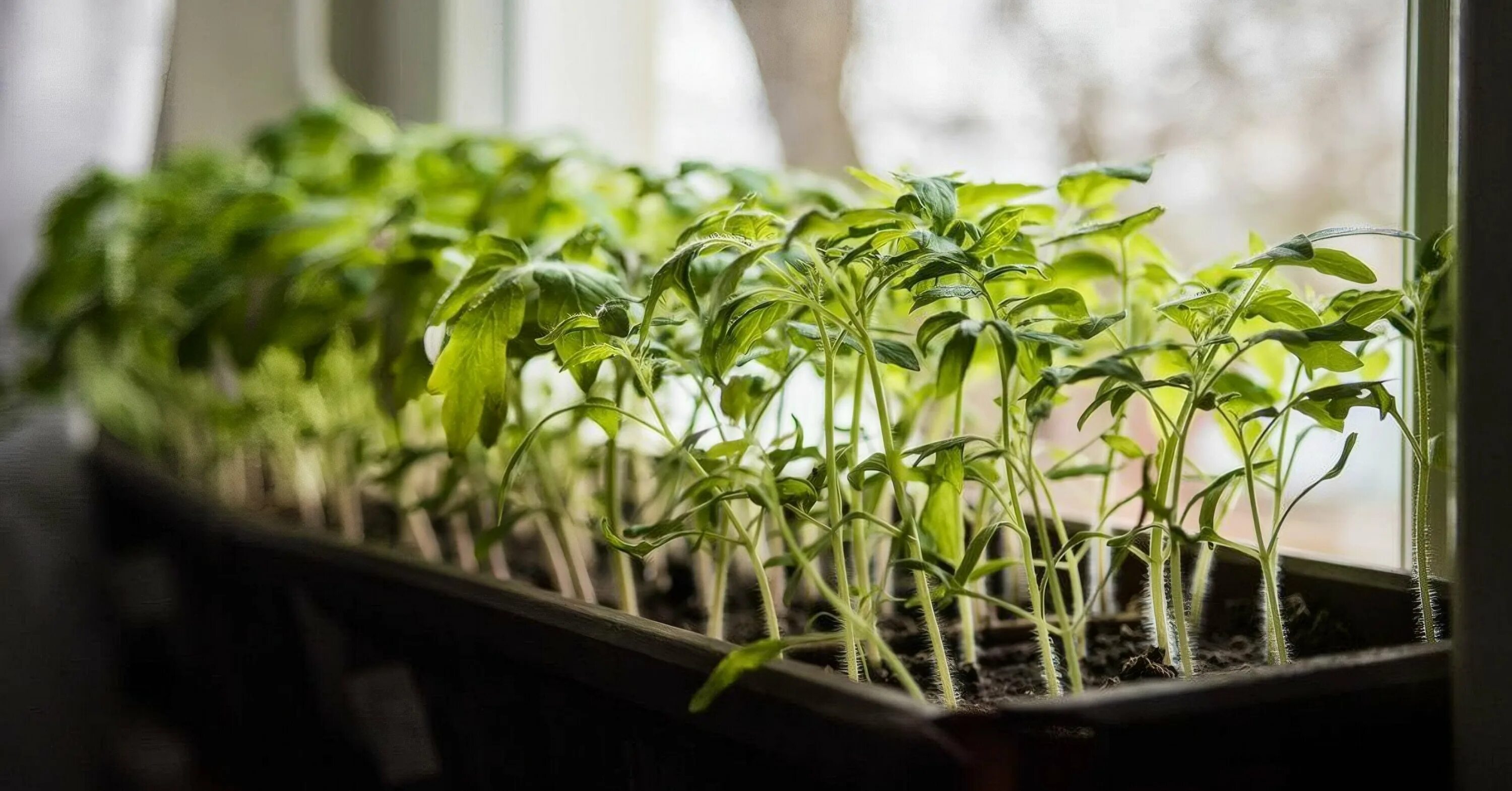 Рассада домашняя помидоры. Рассада на подоконнике. Как вырастить рассаду помидор на подоконнике. Помидоры в горшке на подоконнике. Стеллаж под рассаду.