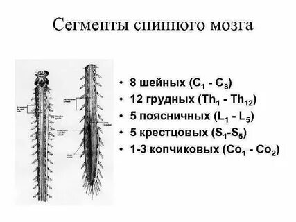 Грудные сегменты спинного мозга