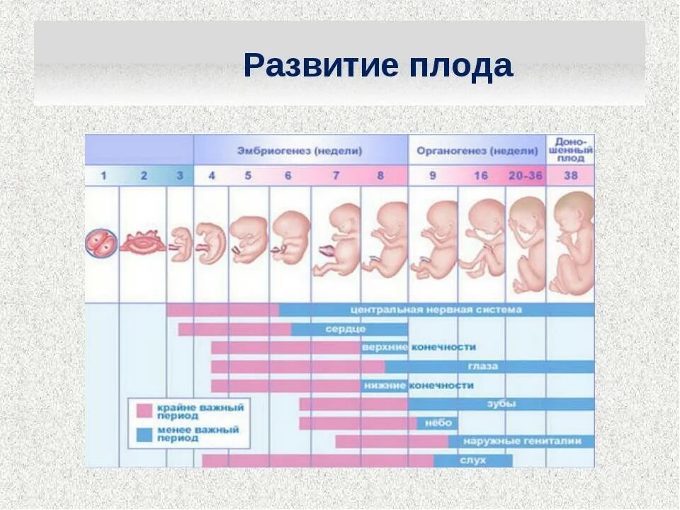 Течение беременности у человека месяцы. Как выглядит плод на 2-3 неделе. Беременность 2-3 недели от зачатия признаки беременности. Как выглядит плод при 2 неделях. Как выглядит на 1,2 плод 1-2 неделе.