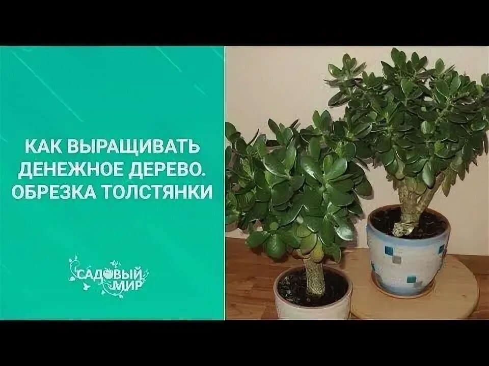 Как обрезать денежное дерево чтобы росло. Как правильно обрезать денежное дерево. формирование кроны у толстянки схема. как сажать денежное дерево для привлечения денег. в какой цвет горшка посадить денежное дерево.