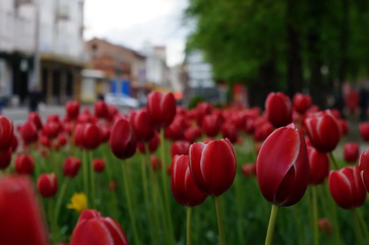 Тюльпаны майкоп. Владикавказ тюльпаны АМС набережная. Городские растения. Городские цветы. Тюльпаны в скверах и парках.