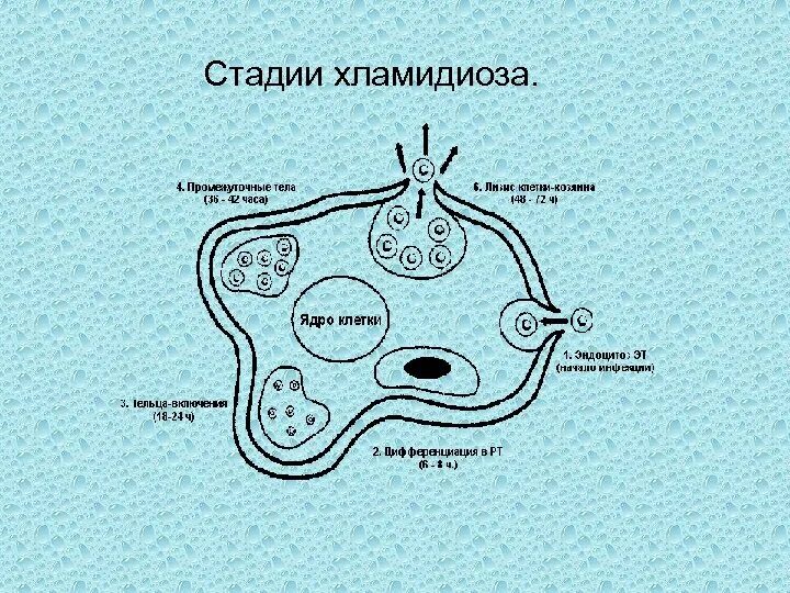 Хламидиоз способы. Стадии хламидиоза. Патогенез хламидиоза. Стадии протекания хламидиоза и пути передачи. Патогенез респираторного и урогенитального хламидиоза.