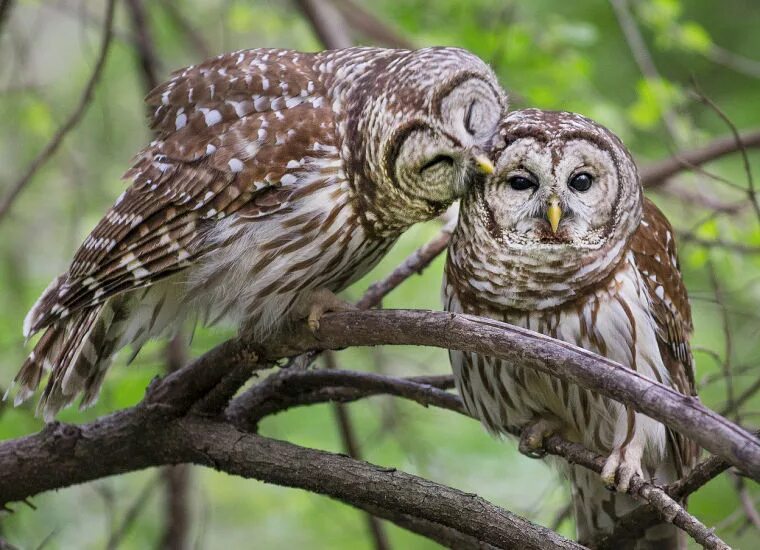 сова мужского пола как называется. бородатая неясыть размах крыльев. самец совы. филин самка. болотная сова самка.