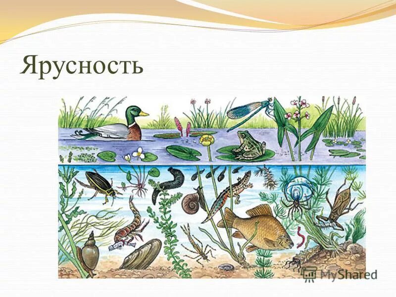Видовое разнообразие реки. Биоценоз озера рис. Экосистема водоема. Биогеоценоз пруда. Природные сообщества и их обитатели.