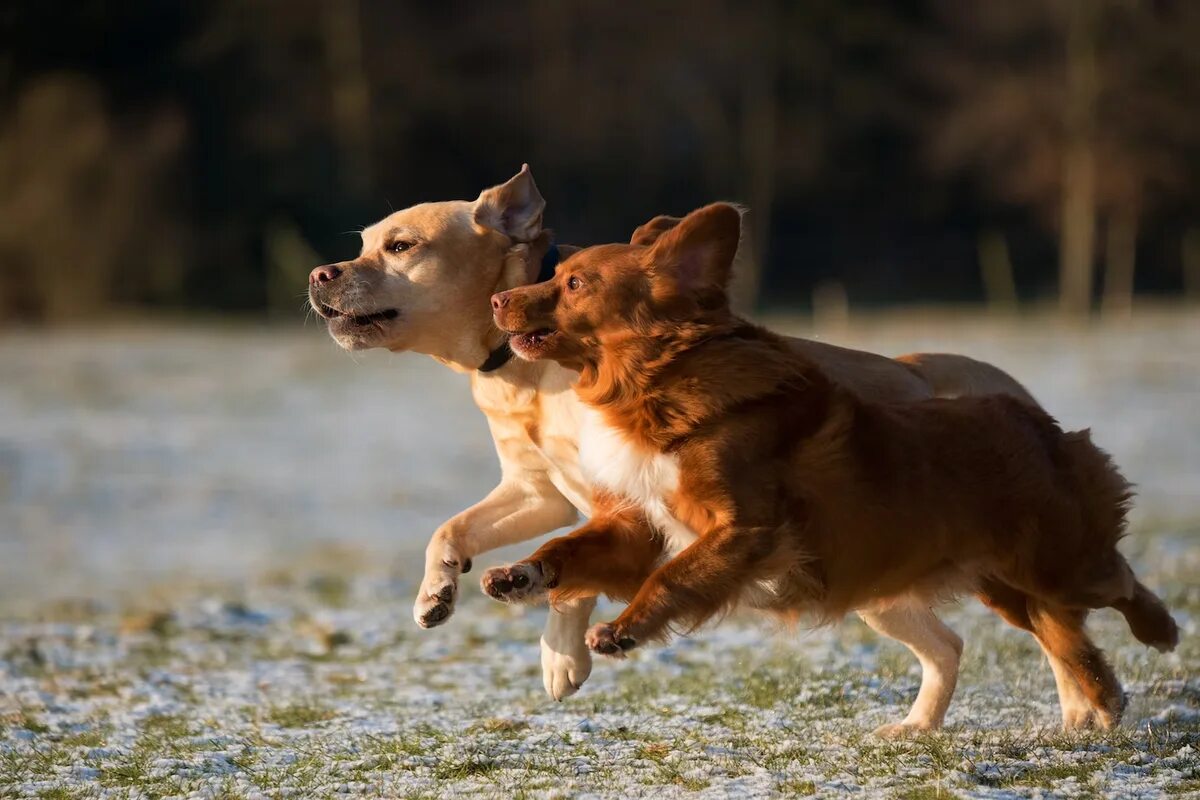 Dog pairing