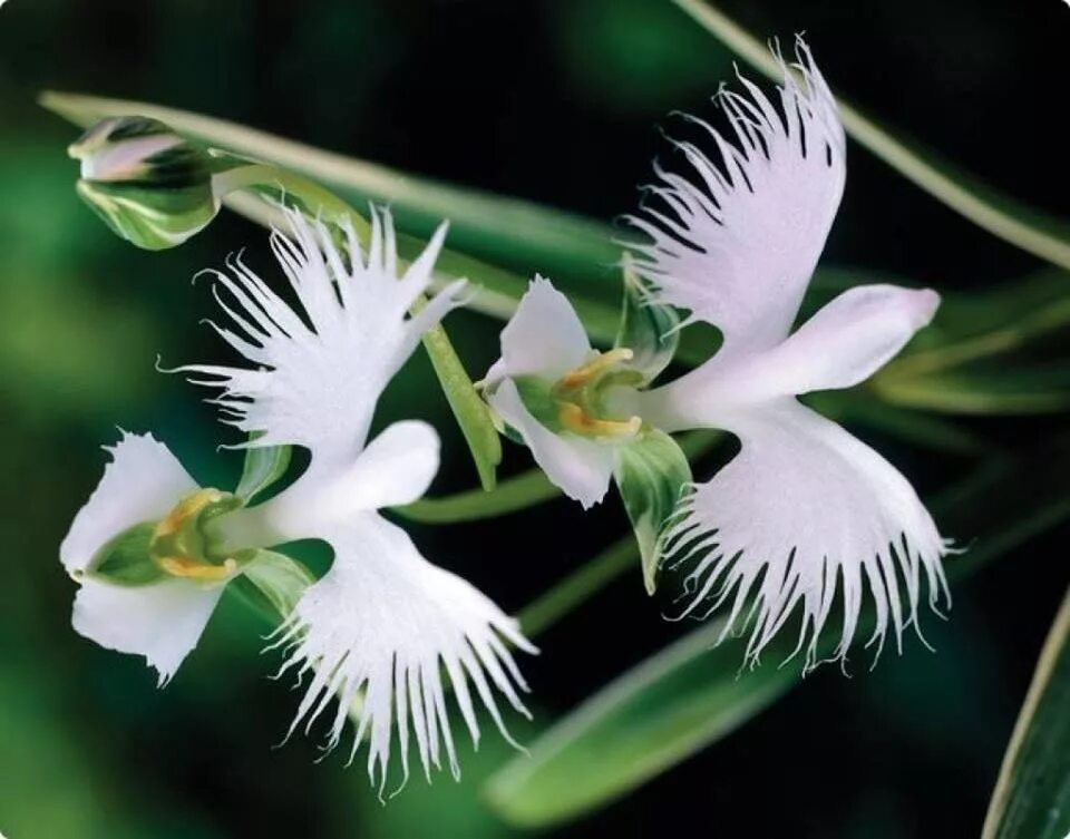 Жизнь похож на цветок. Орхидея хабенария Радиата. Орхидея «большая белая цапля» (Habenaria Radiata). Орхидея фаленопсис в природе. Попугайные орхидеи.
