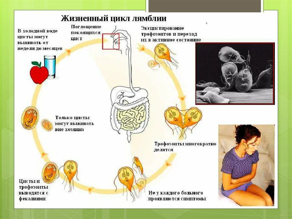 Кишечный цикл. Цикл развития лямблии схема. lamblia жизненный цикл. цикл развитие лямбблии. лямблиоз цикл развития схема.